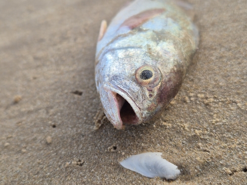Kathala croaker (Kathala axillaris) — Sciaenidae — 5