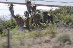 Aloe pluridens
