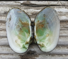 Alasmidonta undulata