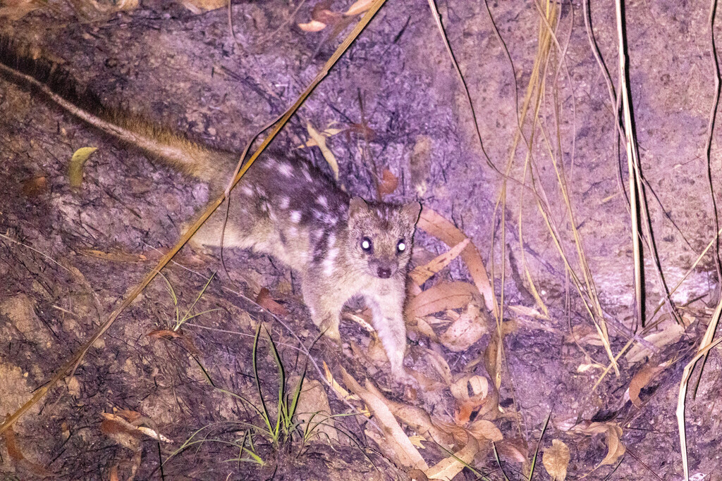 Northern Quoll