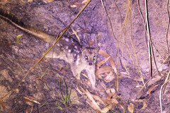 Northern Quoll photo 1