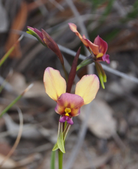 Diuris longifolia