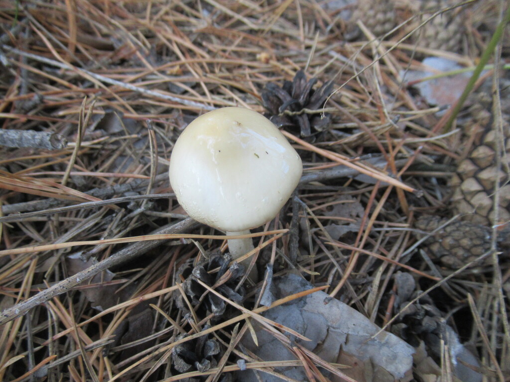 Zhuliangomyces illinitus · August 2025 · photo: © smsergey (iNaturalist, cc-by-nc)
