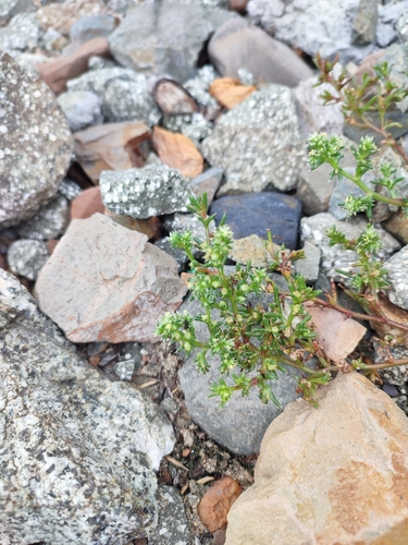 Salsola komarovii iNat (3)