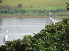 Ardea alba