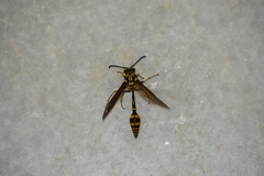 Phimenes flavopictus flavopictus