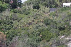 Aloe pluridens