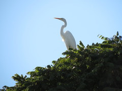 Ardea alba