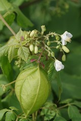 Cardiospermum grandiflorum