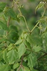 Cardiospermum grandiflorum