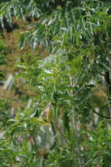 Cestrum laevigatum