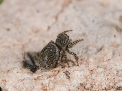 Attulus mirandus