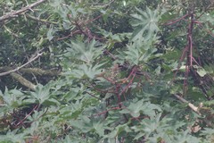 Ricinus communis