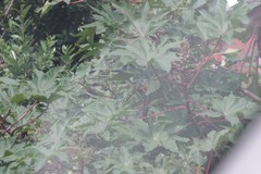 Ricinus communis