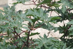 Ricinus communis