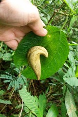 Vaginulus taunaisii