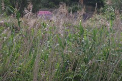 Phragmites australis