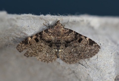 Metalectra quadrisignata