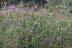 Phragmites australis