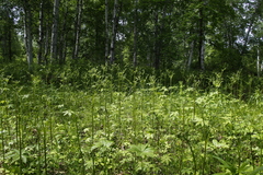 Pteridium latiusculum japonicum