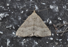 Hypena atomaria
