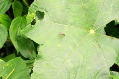 Tanypezidae