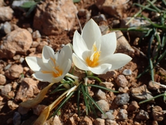 Crocus boryi