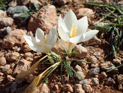 Crocus boryi