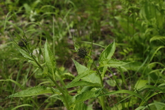 Saussurea pseudotilesii