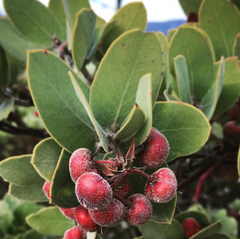 Arctostaphylos glutinosa