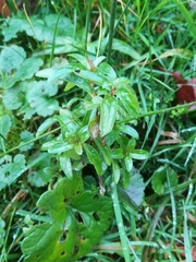 Epilobium tetragonum