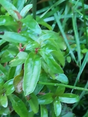 Epilobium tetragonum