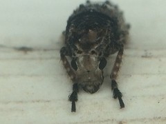 Toxonotus cornutus