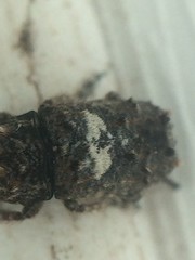 Toxonotus cornutus