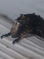 Toxonotus cornutus