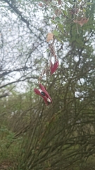 Pithecellobium excelsum