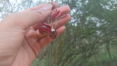 Pithecellobium excelsum