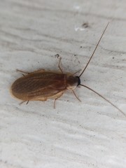 Compsodes schwarzi