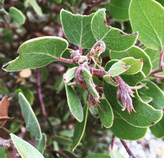 Arctostaphylos ohloneana