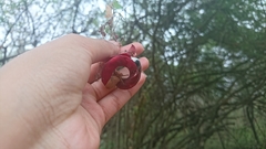 Pithecellobium excelsum