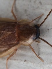 Compsodes schwarzi