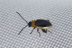 Longitarsus dorsalis