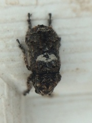Toxonotus cornutus