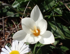Crocus boryi