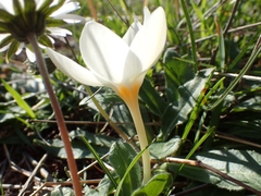 Crocus boryi