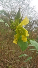 Prestonia mollis
