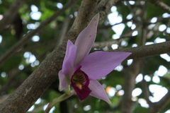 Laelia anceps