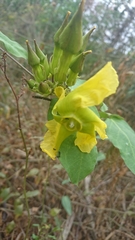 Prestonia mollis