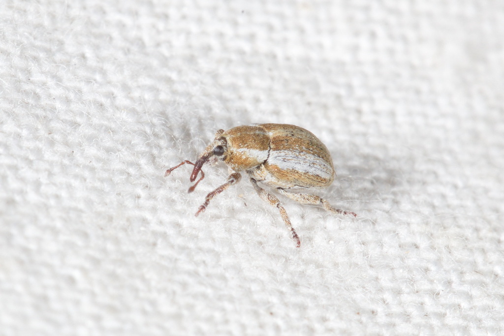 Tychius albilaterus