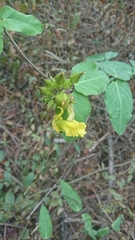 Prestonia mollis